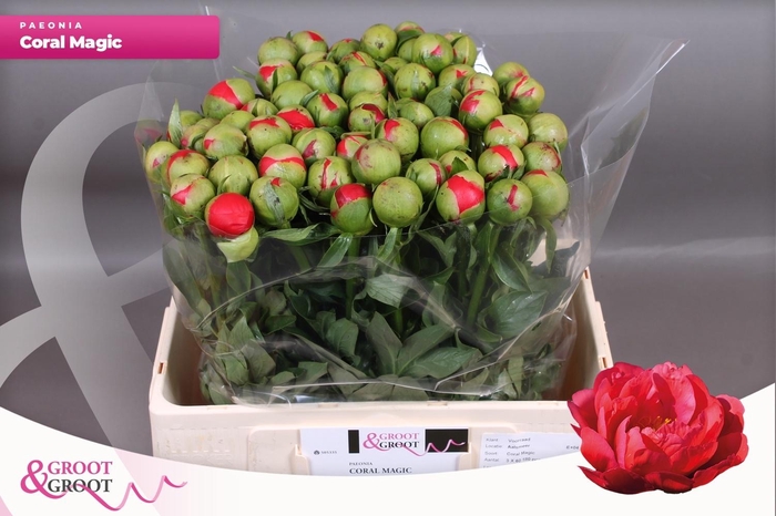 <h4>PAEO CORAL MAGIC</h4>