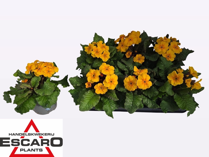 <h4>PRIM EL ST GELB</h4>