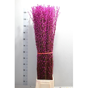 Salix Wilgenkatjes Cerise Klbh 120cm