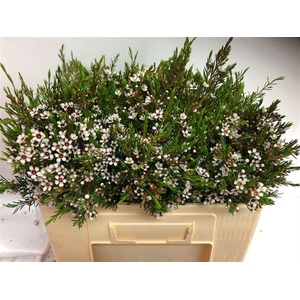 WAXFLOWER SNOWFLAKE 25 GR.