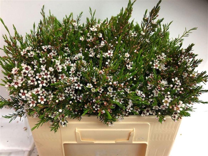 <h4>WAXFLOWER SNOWFLAKE 25 GR.</h4>