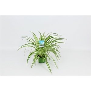 HangonGreen Chlorophytum Vitatum 14 cm