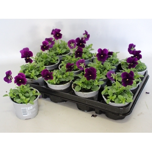 Viola cornuta F1 Purple/Violet