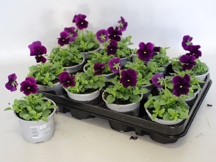 <h4>Viola cornuta F1 Purple/Violet</h4>