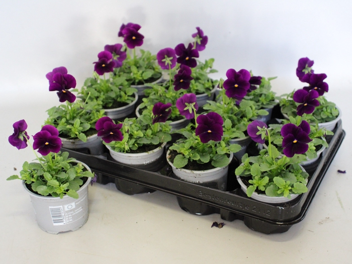 Viola cornuta F1 Purple/Violet