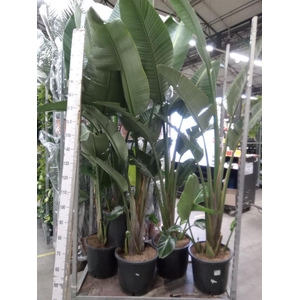 Strelitzia nicolai