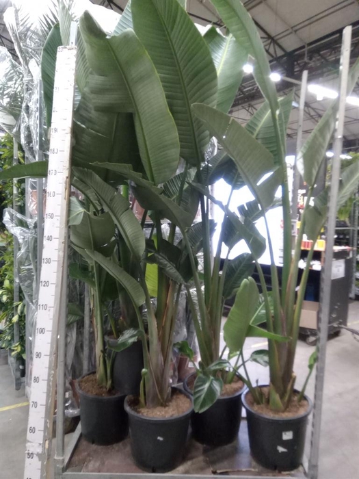 <h4>Strelitzia nicolai</h4>