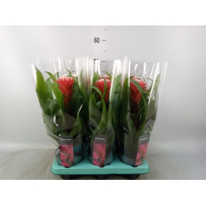 Guzmania  'Hope'