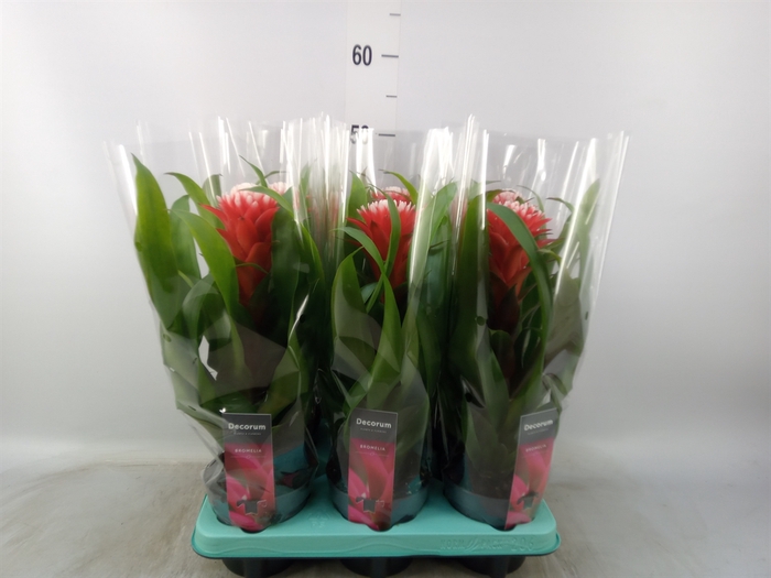 <h4>Guzmania  'Hope'</h4>