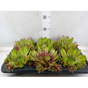 Sempervivum   ...