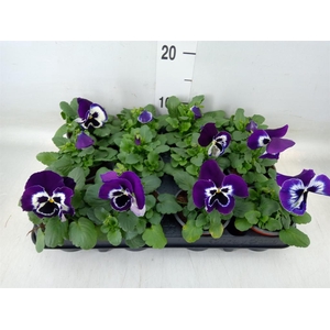 Viola wr. 'Alpha Purple White'