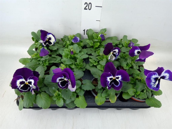 <h4>Viola wr. 'Alpha Purple White'</h4>