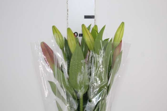 <h4>LIRIO LA POKERFACE 090 CM HT 2/3 FLS VERMELHO</h4>
