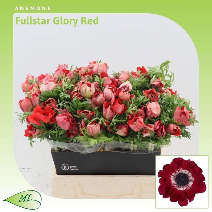 <h4>ANEM CO FSTAR GL RED</h4>