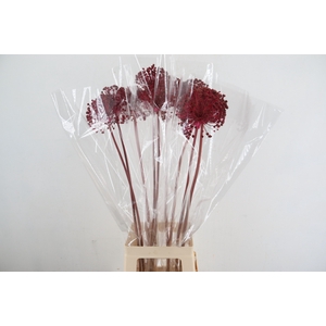 DF Allium Paint Cerise