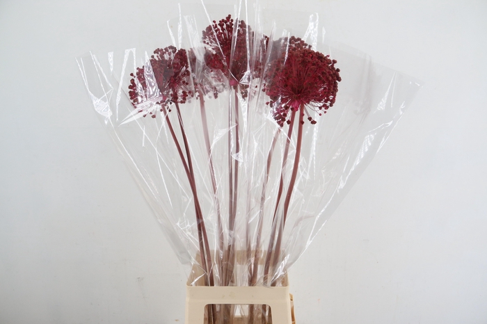 <h4>DF Allium Paint Cerise</h4>