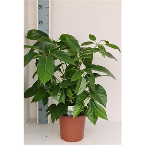 Schefflera Amate