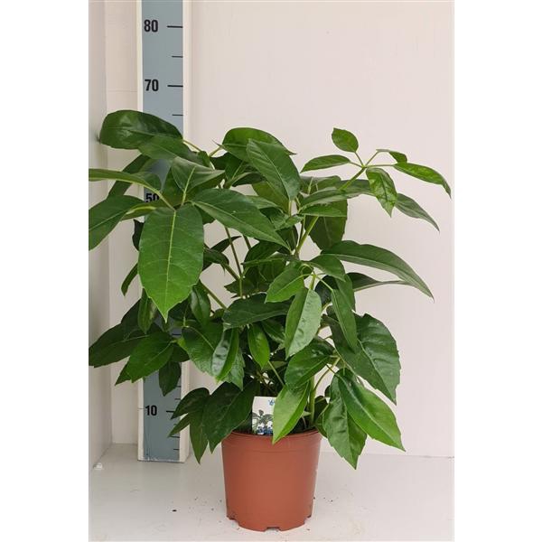 <h4>Schefflera Amate</h4>