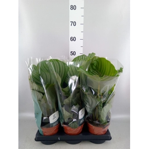 Calathea orbifolia