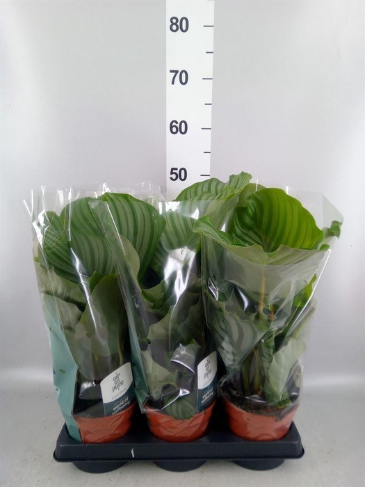 <h4>Calathea orbifolia</h4>