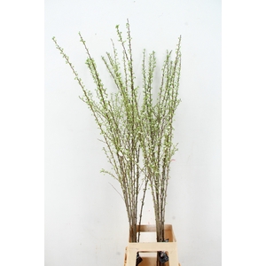 PRUNUS GLANDULOSA VERTAKT 130CM