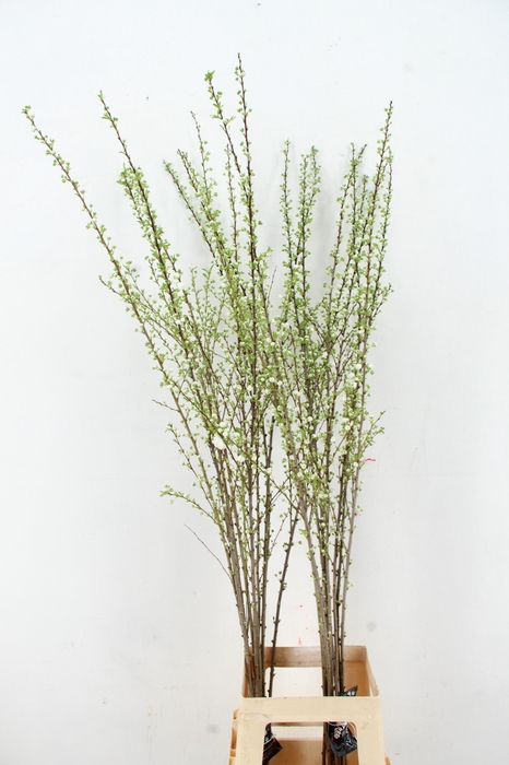 <h4>PRUNUS GLANDULOSA VERTAKT 130CM</h4>