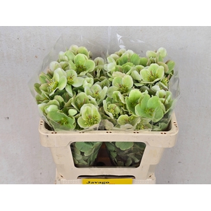 HELL FRK MOLLYS WHIT