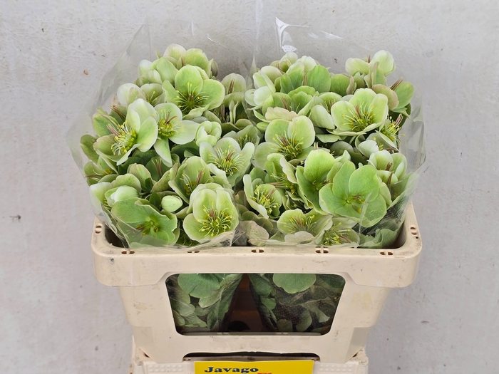 <h4>HELL FRK MOLLYS WHIT</h4>