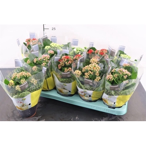 Kalanchoe 10.5 Cm. P. Calandiva Gemengd