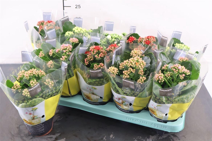 <h4>Kalanchoe 10.5 Cm. P. Calandiva Gemengd</h4>
