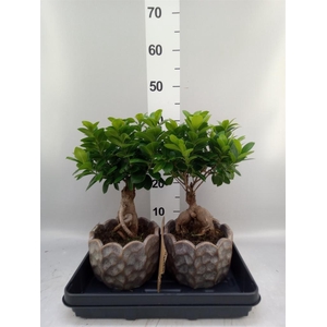 Ficus microcarpa 'Ginseng'