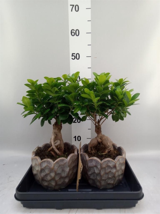 <h4>Ficus microcarpa 'Ginseng'</h4>