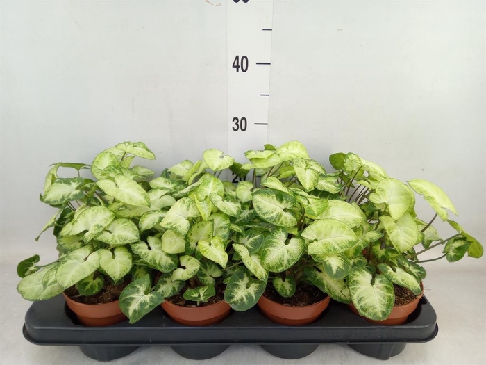 <h4>Syngonium  'Pixie'</h4>