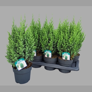 JUNI CH STRICTA