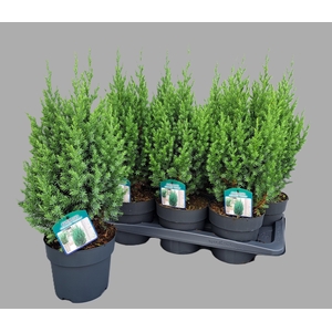 JUNI CH STRICTA
