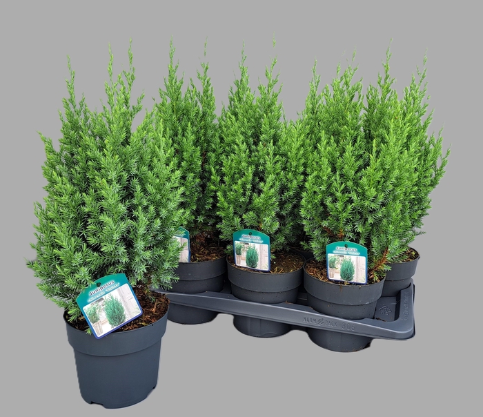 <h4>JUNI CH STRICTA</h4>