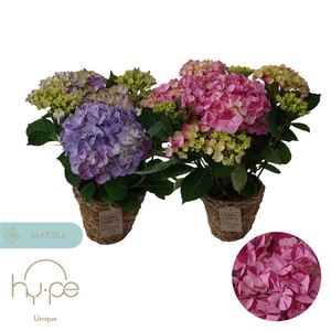 Hydrangea Campino Mix (Basket)