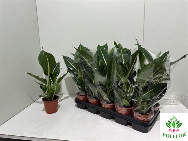 Dieffenbachia Green Magic 12Ø 40cm