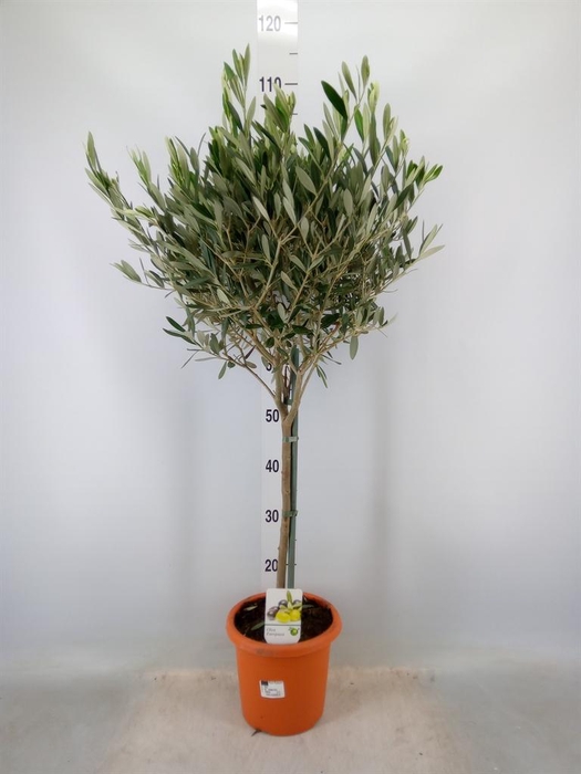 <h4>Olea europaea</h4>