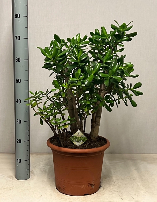 <h4>CRASS OVATA</h4>