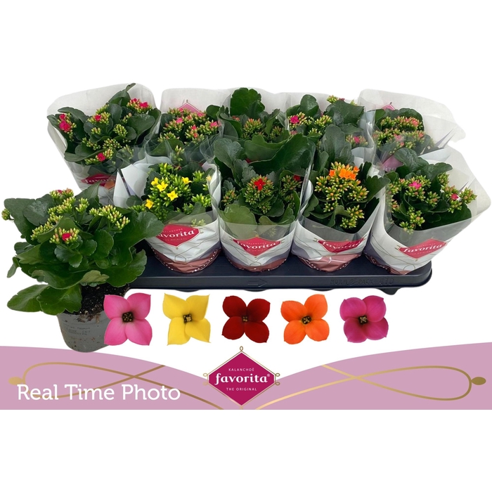 <h4>KAL EN GEM 5 KL</h4>