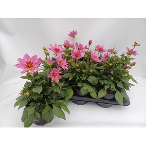 DAHL D M STARBU PINK