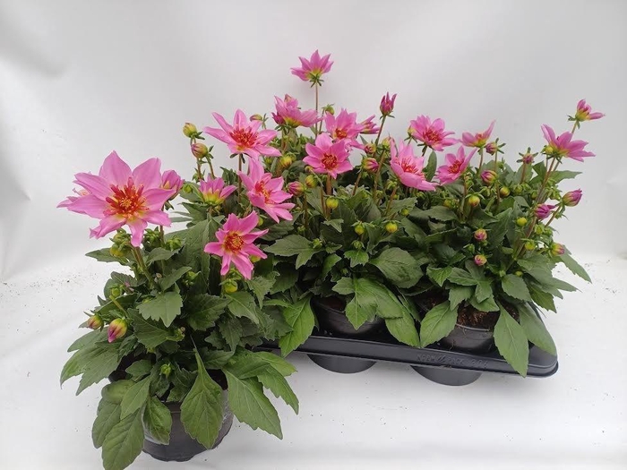 <h4>DAHL D M STARBU PINK</h4>