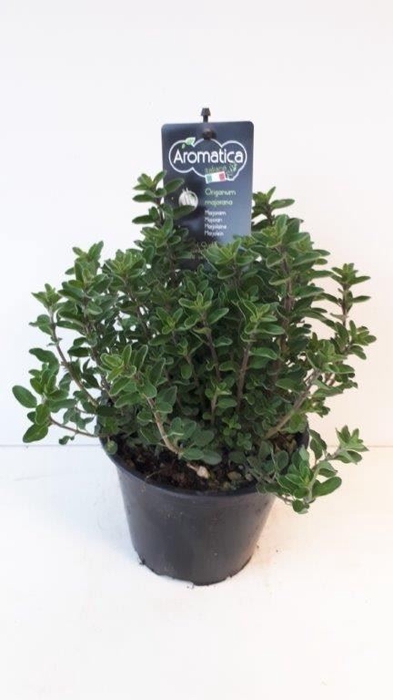 Origanum majorana