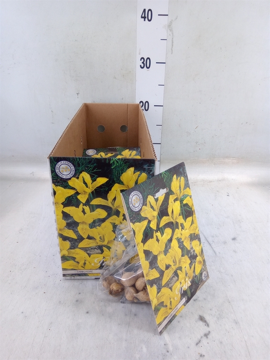 <h4>Flowerbulbs, corns or tubers   ...</h4>