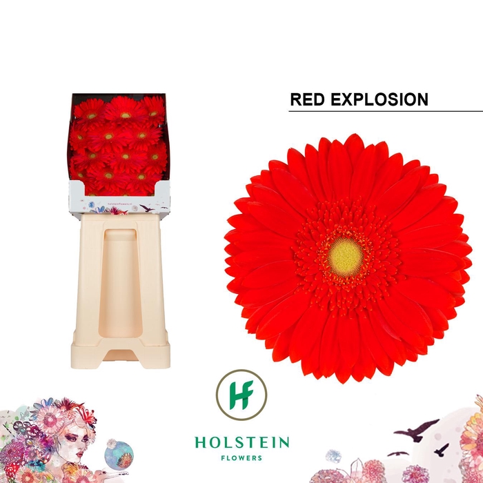 <h4>Gerbera Red Explosion Diamond</h4>