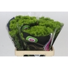 Dianthus Br Kiwi Mellow