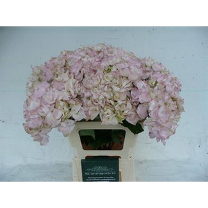 Hydr M Aphrodite Roze