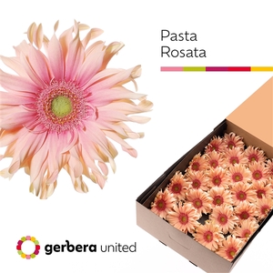 Ge Gr Pasta Rosata Box United