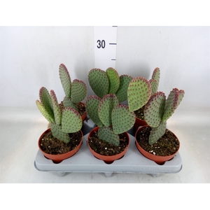 Opuntia microdasys